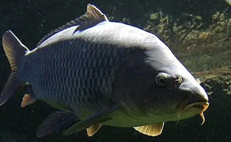 Продаж зарибка коропа та товстолоба