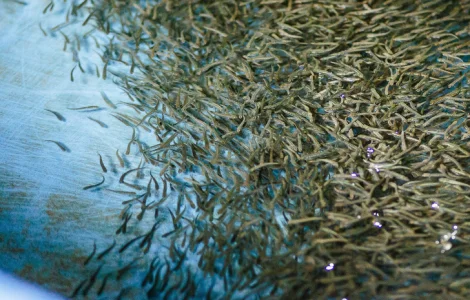 Зариблення водойми личинкою