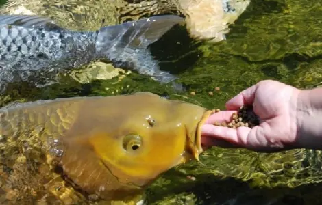 Сезонне осіннє зариблення водойм коропом