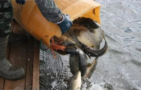 Зариблення водойми у 2024