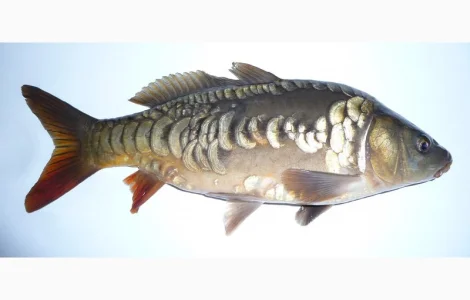 Підрощена личинка коропа дзеркального