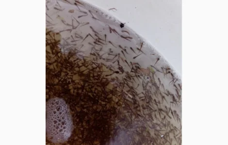 Продаж личинки коропа для зариблення водойми