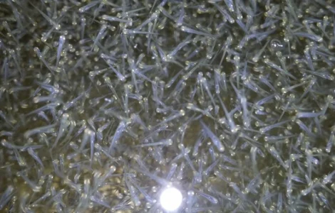 Пяти денна личинка