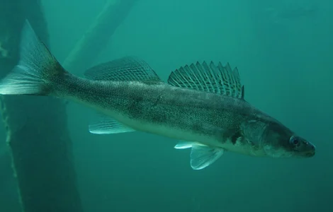 Продаж малька судака