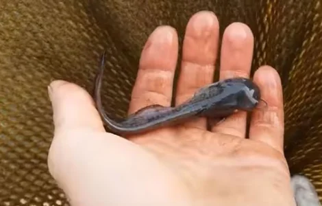 Зарыбление мальком сома