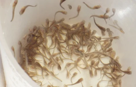 Продам малька кларієвого сома