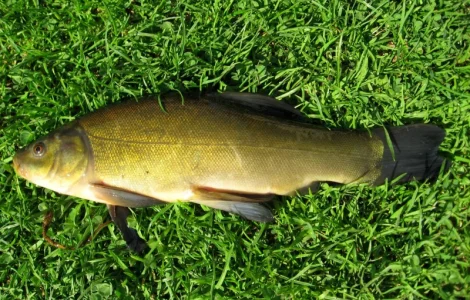 Зарибок лина (Зарыбок линя