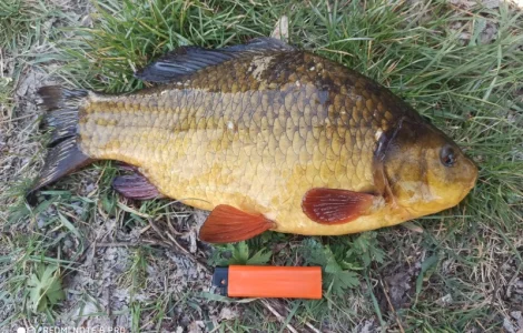 Карась золотий жовтий круглий горбатий (золотой круглый горбатый желтый)