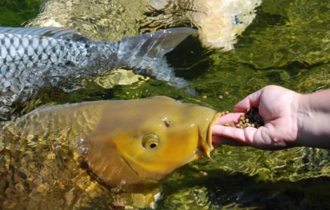 Карпы кои цена, аквариум, рыбки пруд, малек карп кои, карп кои оптом, ферма карп кои, зоомагазин