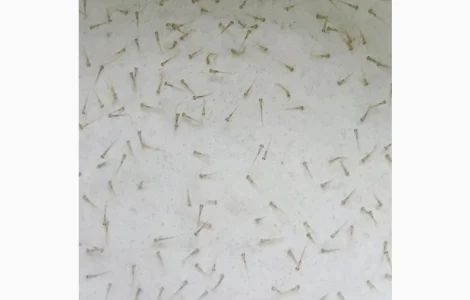 Личинка амура, білого товстолоба та гібрида Б.Т. в сторону білого