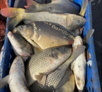 В продажі риба мальок і для спортивної риболовлі