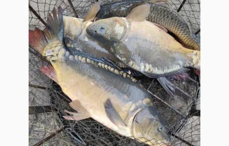 Продам живу рибу малька однорічку двох річку різних наважок і різновид