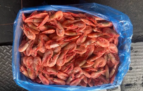 Продается креветка 90-120 из Канады