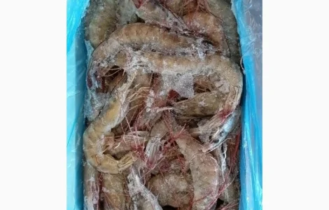 Пропонується креветка 50-60 з Еквадору