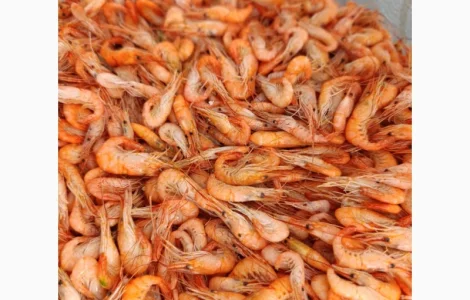 Продам черноморскую креветку