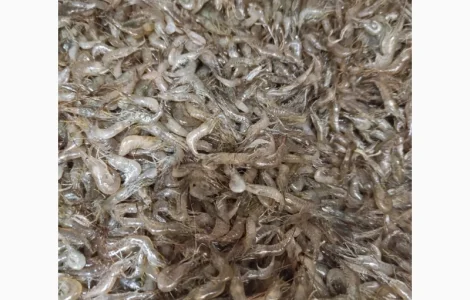 Продам креветки