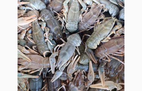 Куплю живые раки