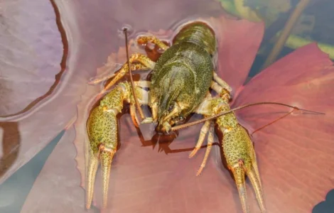 Купуємо живий річковий рак