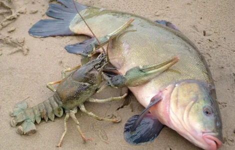 Приобрету раков в любых объемах