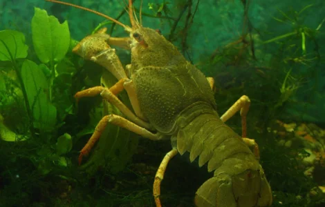 Ищем поставщиков живого рака