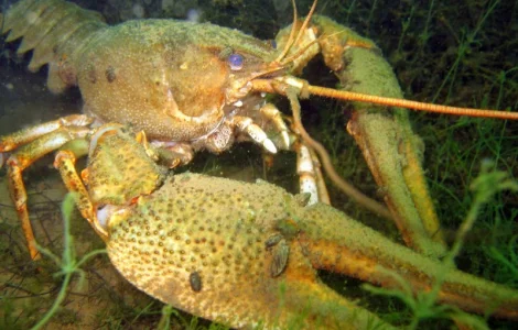 Закупаем речных раков оптом