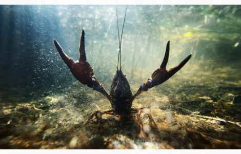 Приглашаем к сотрудничеству рыбаков и заготовителей раков