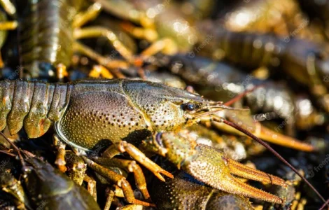 Купляємо річкового рака