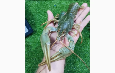 Раки живые и вареные