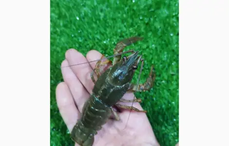 Раки ОПТ