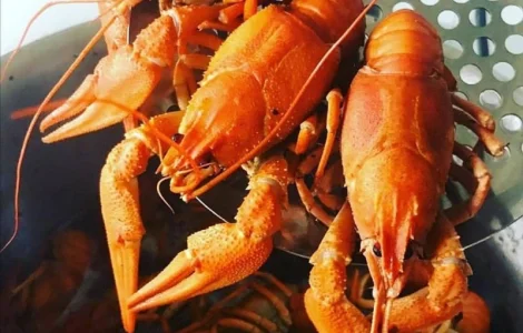 Купим раки оптом