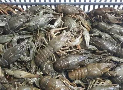 Живі раки оптом та в розницю