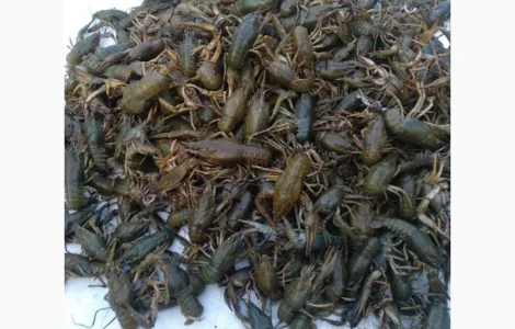 Закупаем Живых Раков