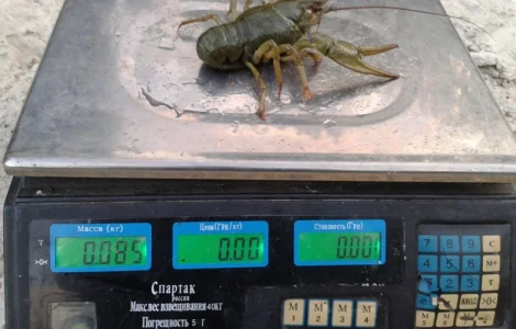 Требуются Поставщики Живых Раков