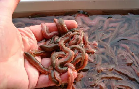 ПОЛІХЕТИ морські культивовані (Nereis virens). Продам