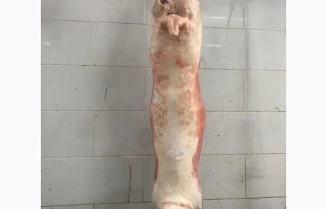 Купівля полутуші баранів від виробника від 100 голів