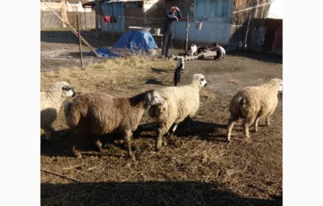Продажа овец на экспорт от производителя, от 100 голов