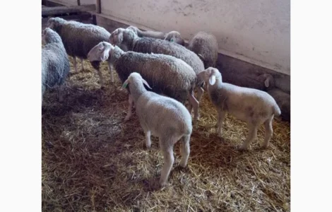 Продаж баранів породи німецький мериноландшаф