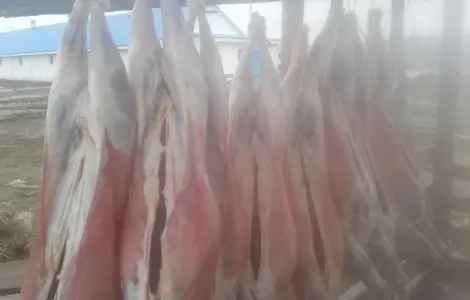 Продам м'ясо ягнятини і баранини