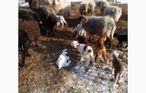 Продаются тушки и живые молодые ягнята