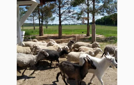 Пропонуємо баранину та ягнятину