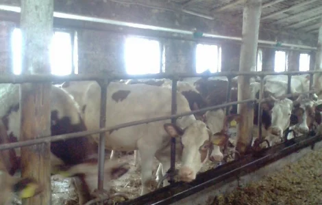 Продам корови нетелі від виробника від 100 голів