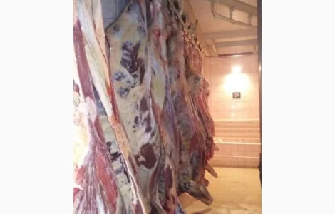 Продам говяжьи полутуши от производителя, объём от 20 тонн
