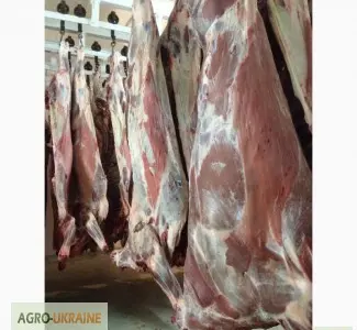 СРОЧНО продам от производителя говядину и свинину на экспорт внутренний рынок с 20 тонн