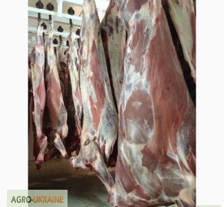 СРОЧНО продам от производителя говядину и свинину на экспорт внутренний рынок с 20 тонн