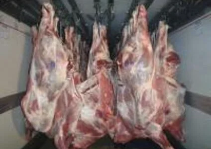 Конина, говядина