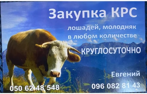 ДОРОГО Корови на тримання та Мясо