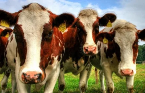 Куплю КРС по выгодной цене