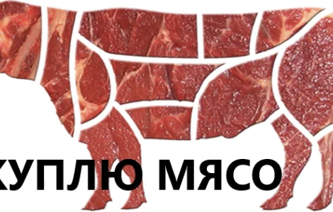 Куплю говядину (1 сорт