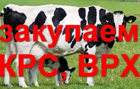 Куплю КРС (Коровы, Быки, Лошади) живым весом, Киевская обл.