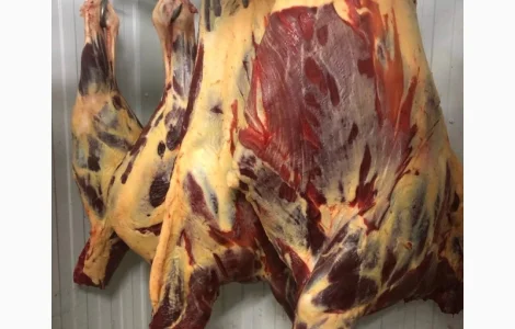 Конина, м'ясо конини, туші конини